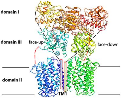 Proton-Translocating Nicotinamide Nucleotide Transhydrogenase: A Structural Perspective